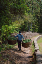 Load image into Gallery viewer, Rare "Niurou" Launched | Tongxinshe Teahouse’s 2025 Niulan Keng Rou Gui with Two Charcoal-Roasted Versions, Presenting Authentic Rock Tea Flavor
