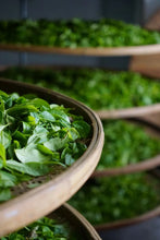 Load image into Gallery viewer, Tongxin She Teahouse | Ancient Tree Niaozui from Shitoujiao, Wudong — Embrace the Mountain Spirit, Taste the Millennia-old Charm古树鸟嘴单丛
