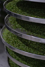 Load image into Gallery viewer, 2026 Charcoal-Roasted Tai Mu Mountain Silver Needle White Tea: Worth Its Weight in Gold, the Apex of Silver Needle
