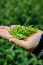 Load image into Gallery viewer, Tongxin Tea House March Trip to Yixing | Tasting the First-Pick Yangxian Xueya,The Spring Freshness Hidden in the Capital of Zisha
