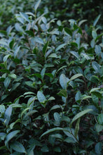 Load image into Gallery viewer, Tongxinshe Teahouse Premium Selection He Gangyan Tea Factory · Matou Rock Beidou:The Rare Delicacy of Authentic Wuyi Famous Bush Tea
