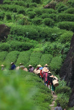 Load image into Gallery viewer, 2025 Tongxinshe Teahouse Tribute Da Hong Pao &quot;Anxiang (Hidden Fragrance)&quot; Makes a Grand Debut
