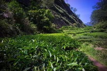 Load image into Gallery viewer, 2022 Wuyi Rock Tea &quot;Small Niu Rou ”小牛肉。
