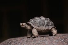 Load image into Gallery viewer, Elephant tortoise. Raw ore purple sand Qing Duan Ni,

