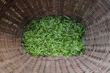 Load image into Gallery viewer, 2023 Sichuan Green Tea Zhu Ye Qing
