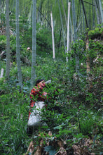 Load image into Gallery viewer, 2023 Tung Mu Guan Bamboo Forest Wild Black Tea.

