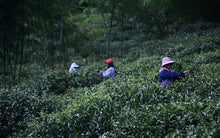 Load image into Gallery viewer, Fujian Wuyi Mountain Tongmuguan wild black tea
